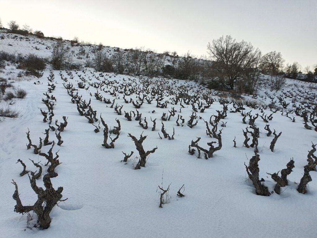 La Nieve: el precioso manto blanco que envolvió a la viña 20210112 174418