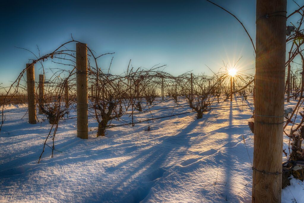La Nieve: el precioso manto blanco que envolvió a la viña DSC6539 Editar