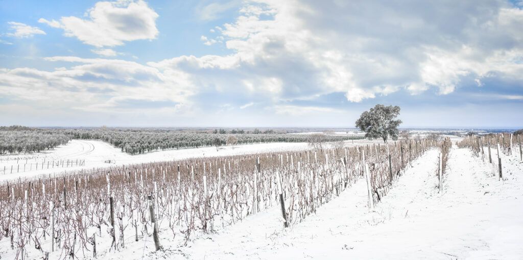 La Nieve: el precioso manto blanco que envolvió a la viña bolgheri vineyards rows covered by snow in winter JWR7FWL