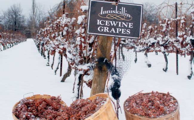 La Nieve: el precioso manto blanco que envolvió a la viña ice vino