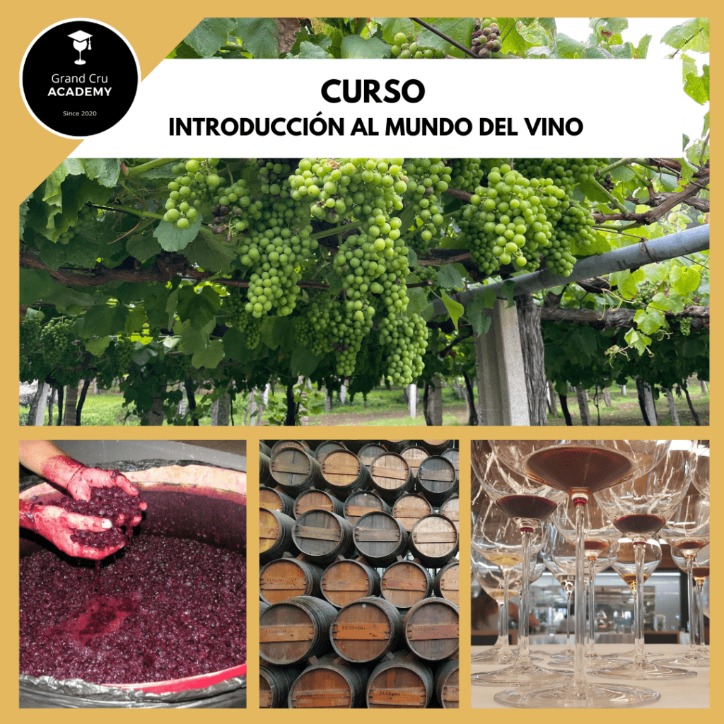 Mi introducción al mundo del vino Copia de Copia de Portada Curso Introduccion GCA 1080x1920 1