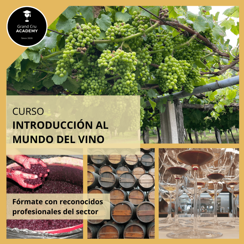 Diez consejos para estudiar sobre el vino Portada Curso Introduccion GCA 1080x1080 1