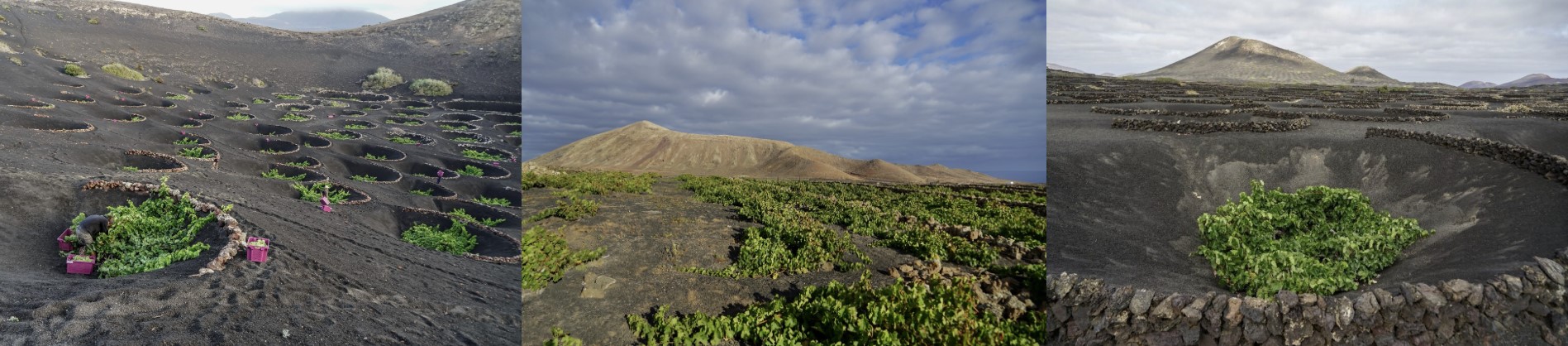 Carmelo Peña y los vinos de altura de Gran Canaria Screenshot 4